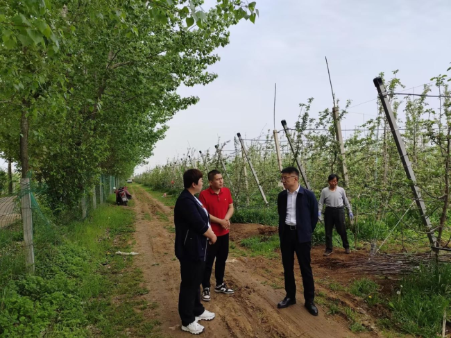 区委书记王宏强到南指挥镇调研苹果产业发展